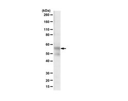 Tau (TauC4, Rabbit anti-Human, Polyclonal, Millipore Sigma:Antibodies:Primary